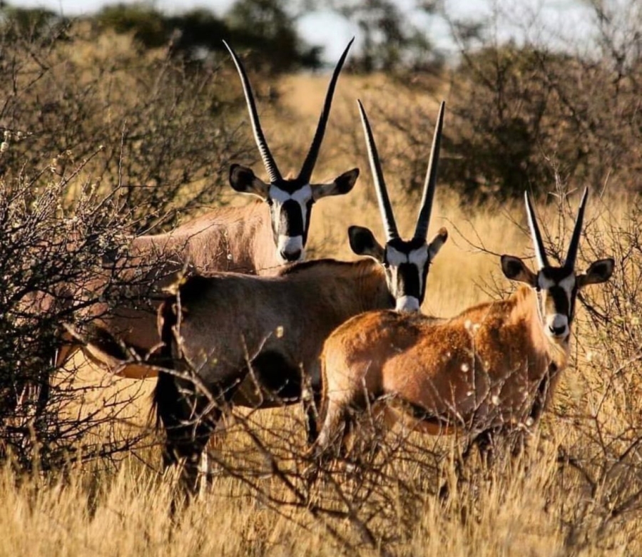 0 Bedroom Property for Sale in Upington Rural Northern Cape